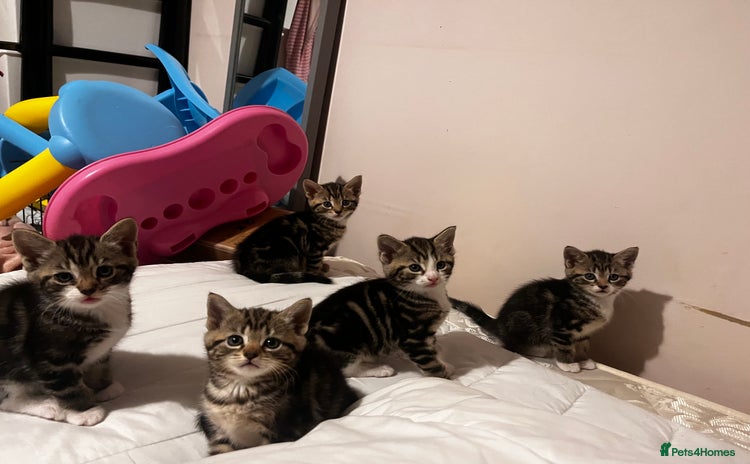 Domestic Shorthair cats - Advert 1