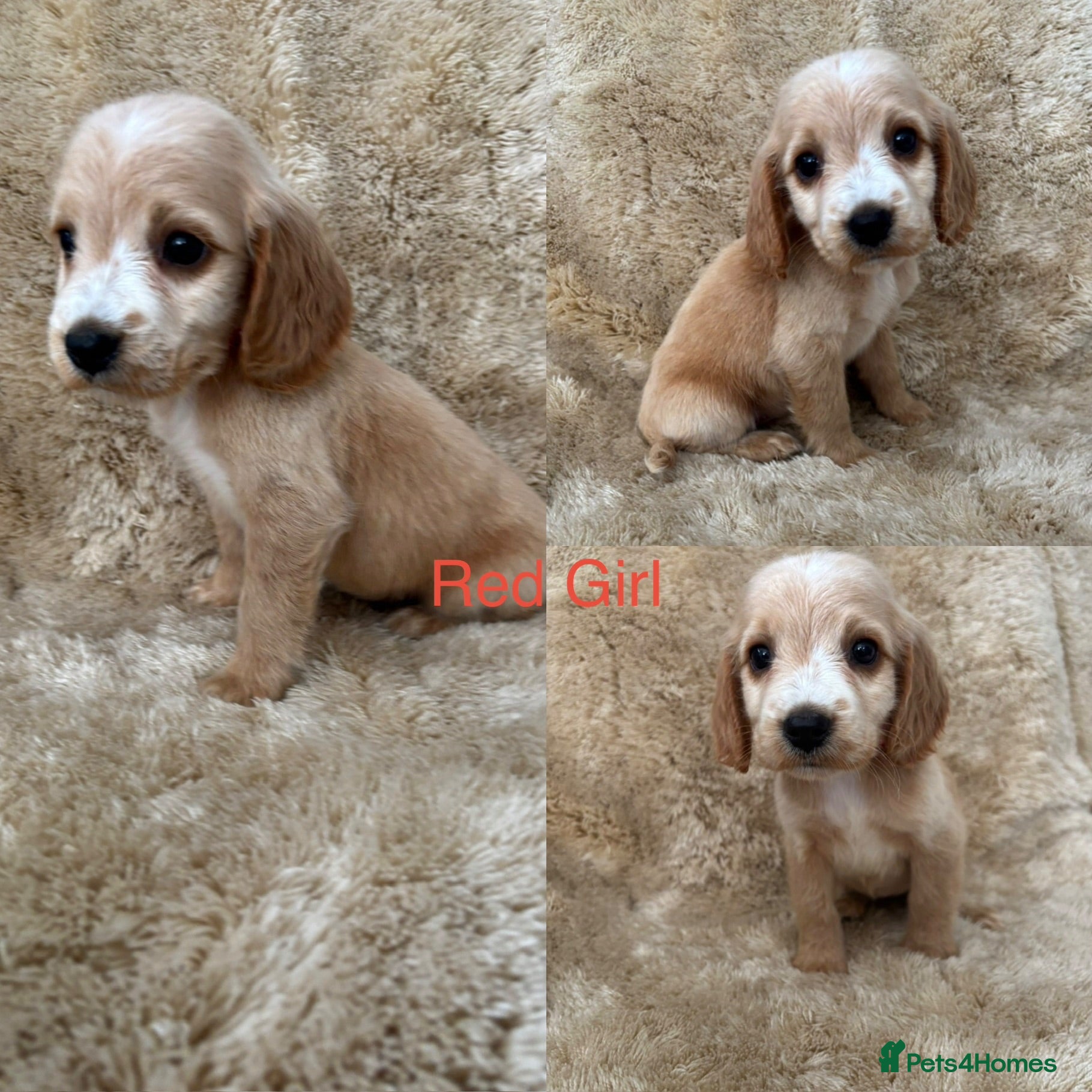 Cocker Spaniel dogs Cocker spaniel puppy’s READY NOW - Advert 3