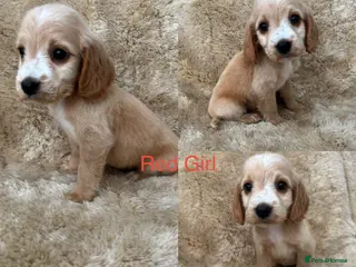 Cocker Spaniel dogs Cocker spaniel puppy’s READY NOW - Advert 3