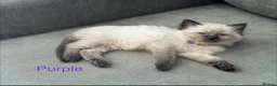 Ragdoll cats for sale: Ragdoll Kittens, Ready Now - Advert 11