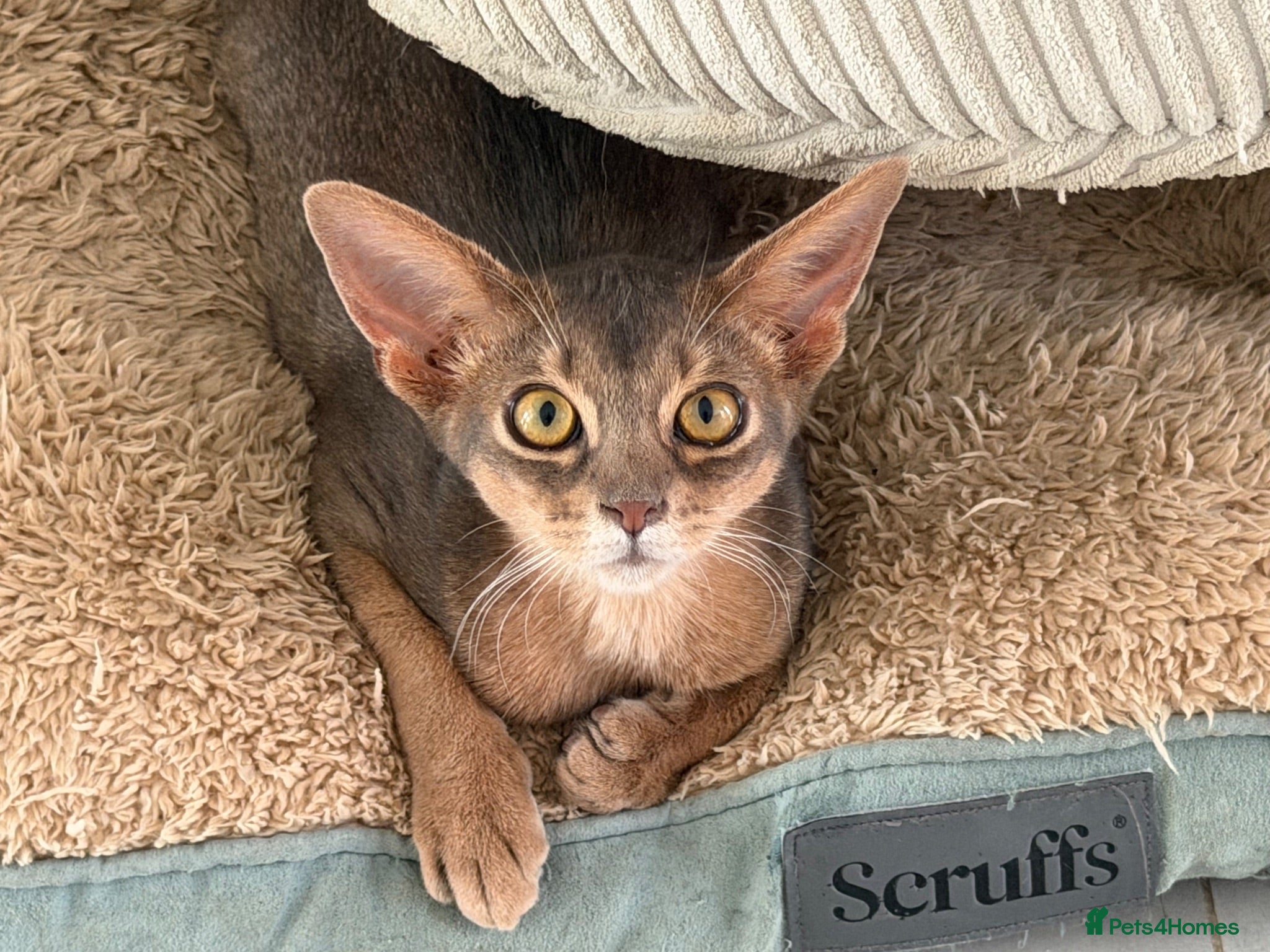 Abyssinian cats Last lovely boy😻 - Advert 3