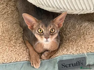 Abyssinian cats Last lovely boy😻 - Advert 3