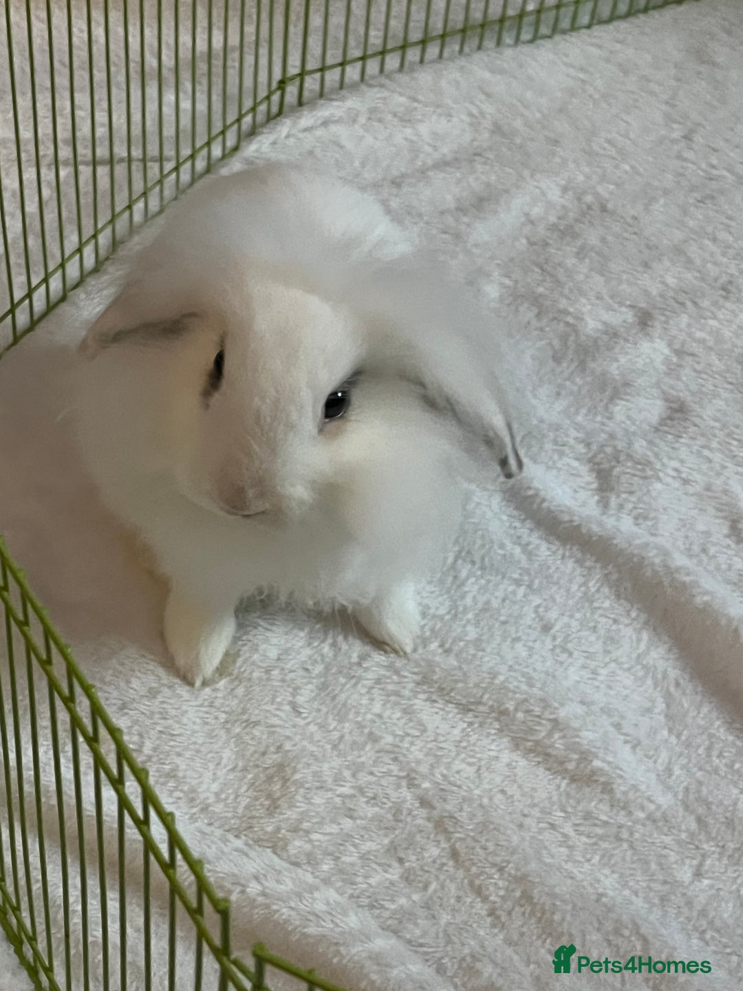 Guinea Pig rodents for sale: Female guinea pig  - Advert 4