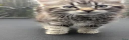 European cats for sale: Playful kittens  - Advert 37