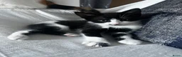 Mixed Breed cats for sale: Beautiful 3 month old tuxedo - Advert 15