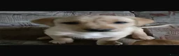 Labrador Retriever dogs for sale: Adorable Labrador Puppies - Advert 11