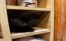 Domestic Shorthair cats for sale: Sweet Black Kitten Ready for Forever Home 🐾 - Image 5