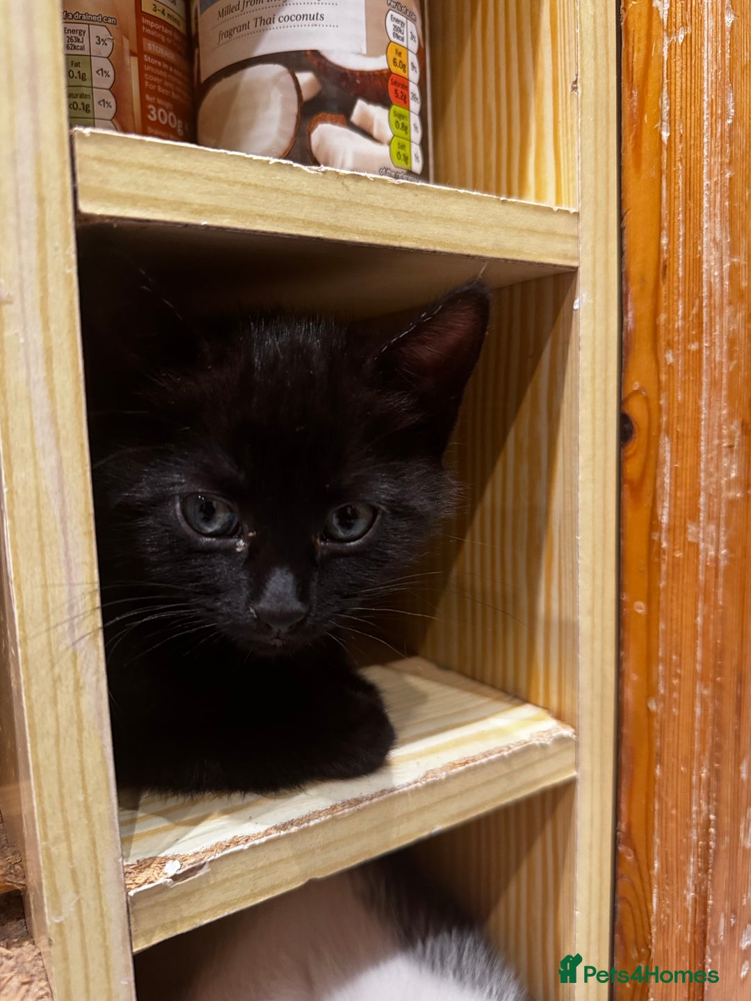 Domestic Shorthair cats for sale: Sweet Black Kitten Ready for Forever Home 🐾 - Image 5