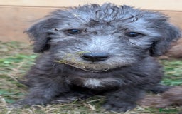 Bedlington Terrier dogs for sale: Bedlington terriers - working stock - Image 20
