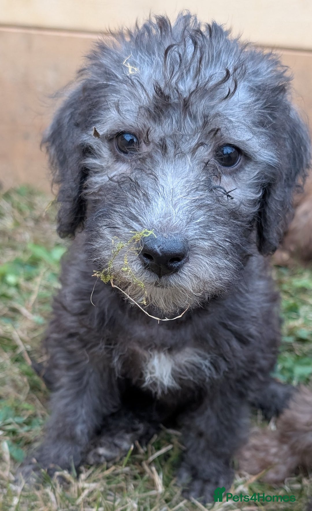 Bedlington Terrier dogs for sale: Bedlington terriers - working stock - Image 20