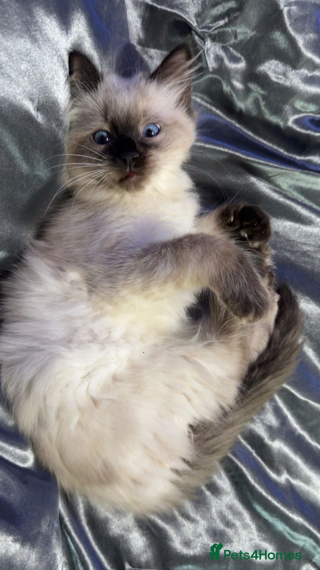 Ragdoll cats for sale: 5 month old ragdoll  - Advert 2
