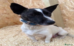 Jack Russell dogs for sale: Adorable Jack russel puppy’s for sale - Advert 13