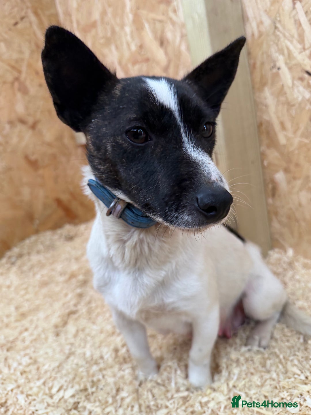 Jack Russell dogs for sale: Adorable Jack russel puppy’s for sale - Advert 13