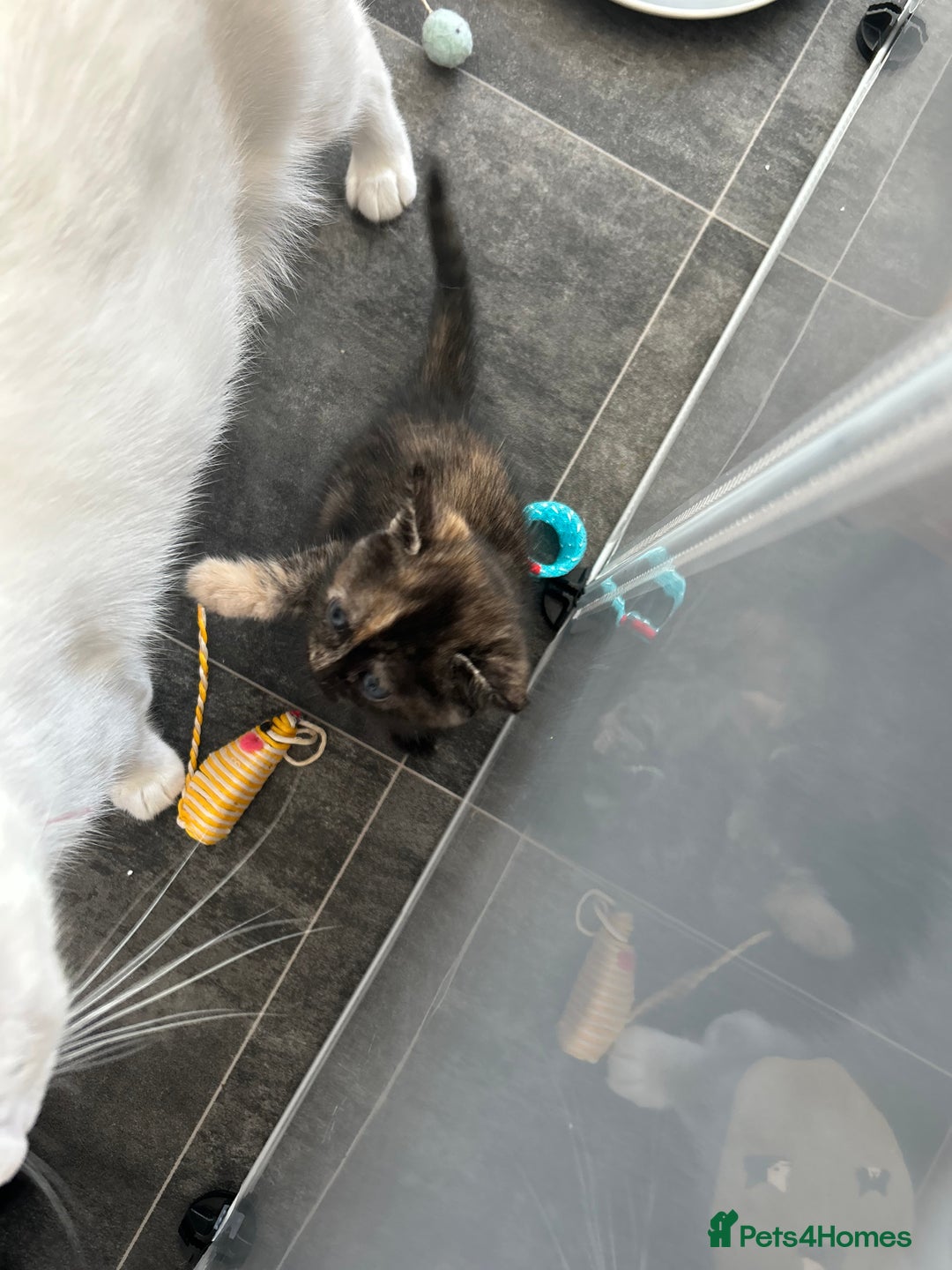 Mixed Breed cats for sale: 4 beautiful kittens available  - Advert 6