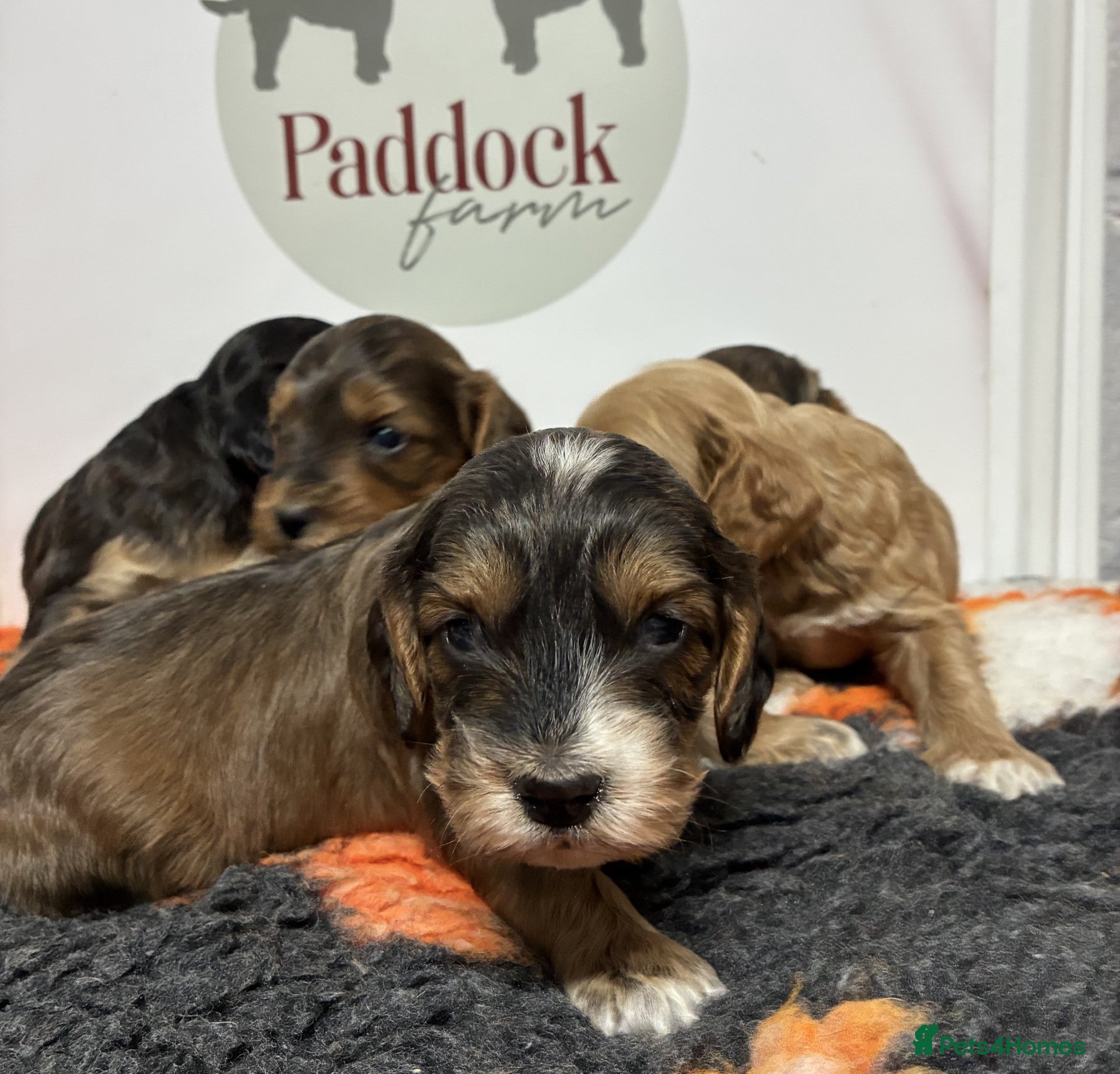Cockapoo dogs for sale: 🌟 Stunning F1 cockapoo puppies 🌟 - Advert 9