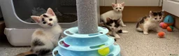 Sphynx cats for sale: Spyhnx mixed breed  in Epsom - Advert 8