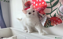 Persian cats for sale: Loving Persian x Maine Coon Kittens Indoors only - Image 13