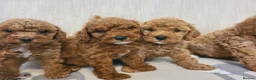 Cavapoo dogs for sale: Beautiful Red Cavapoo Puppies F1bb - Advert 14