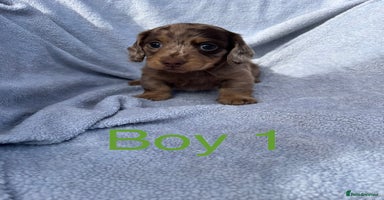 Miniature Dachshund dogs - Advert 12