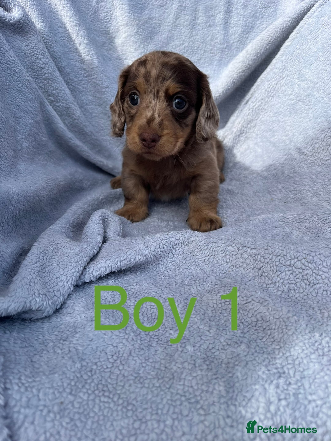 Miniature Dachshund dogs for sale: 1 BOY LEFT LONG HAIRED MINIATURE DASCHUND  - Image 3