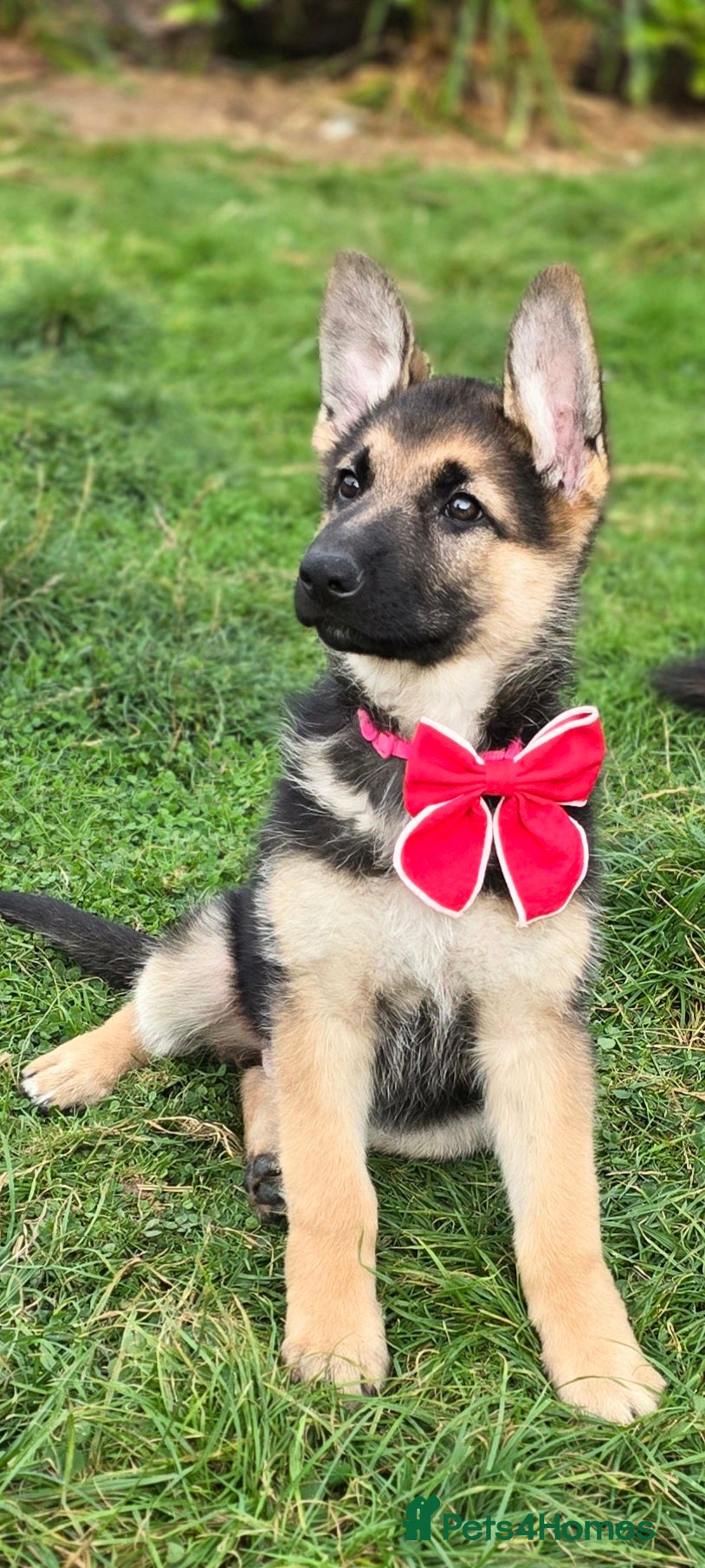 German Shepherd dogs  BEAUTIFUL GERMAN SHEPHERD PUPPIES - Advert 2