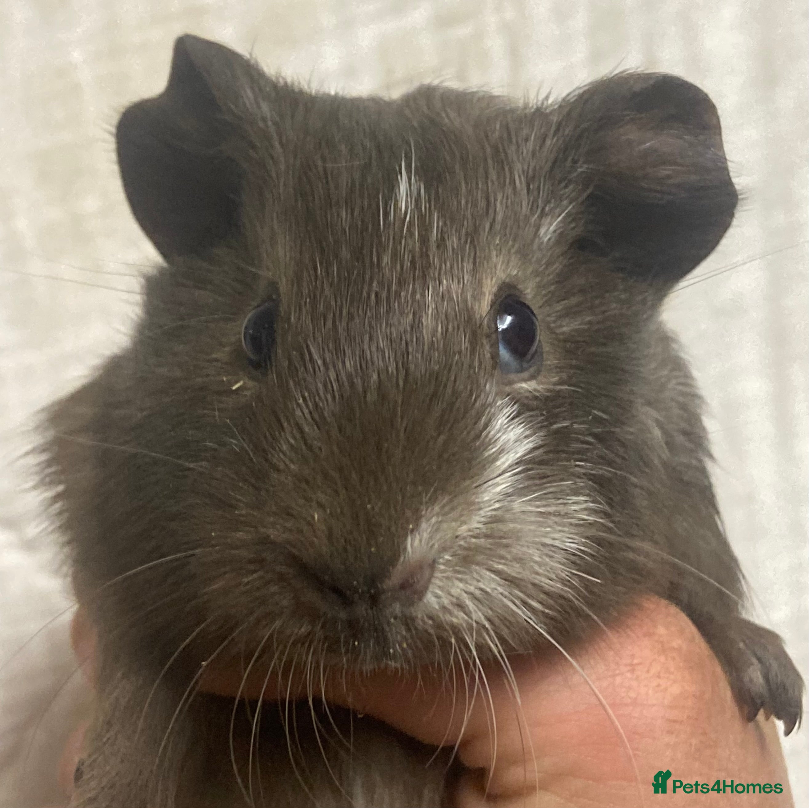 Guinea Pig rodents Baby Female Guinea Pigs For Sale  - Advert 3