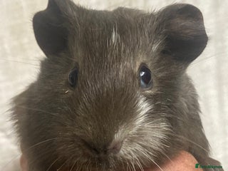 Guinea Pig rodents Baby Female Guinea Pigs For Sale - Advert 1