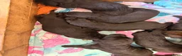 German Shepherd dogs for sale: 🐾 KC Registered German Shepherd Puppies 🐾 in Kirkcaldy - Advert 9