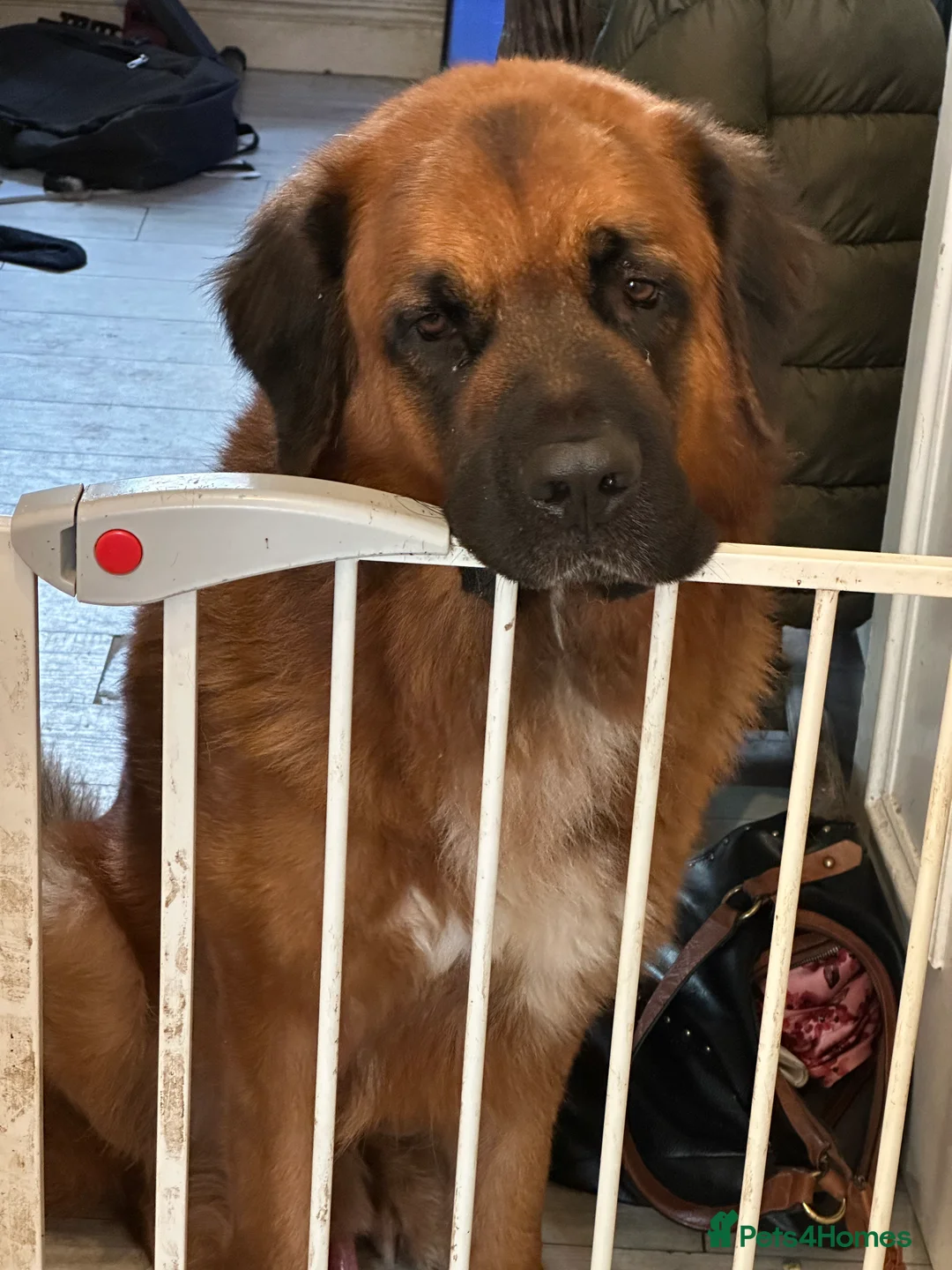 Mixed Breed dogs for sale: Saint Bernard mix - Advert 5