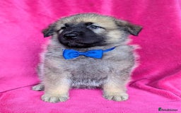 German Shepherd dogs for sale: Adorable German Shepherd puppies - Image 29