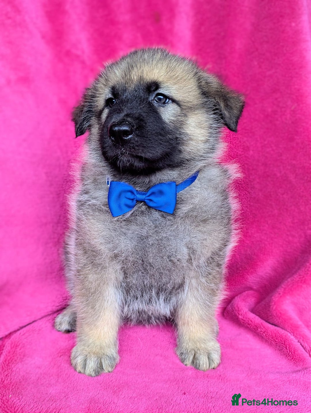 German Shepherd dogs for sale: Adorable German Shepherd puppies - Image 29