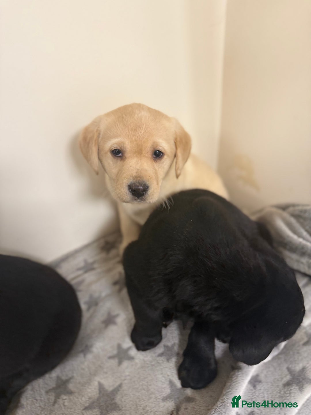 Labrador Retriever dogs for sale: Labradors - Advert 9