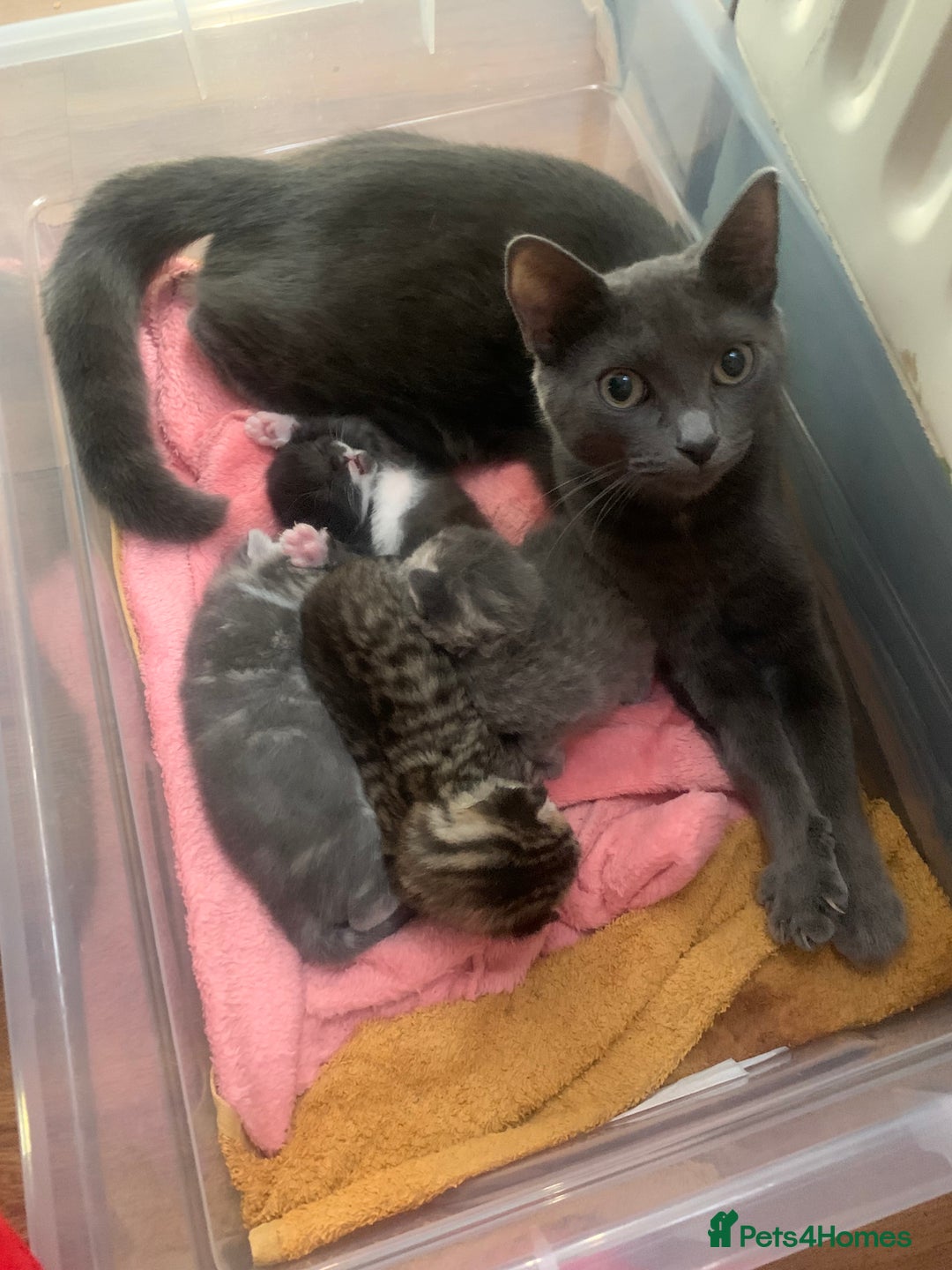 Mixed Breed cats for sale: Little ones are looking for home - Image 4