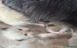 Ragdoll cats for sale: Tortie flame mink sepia tica  - Image 20