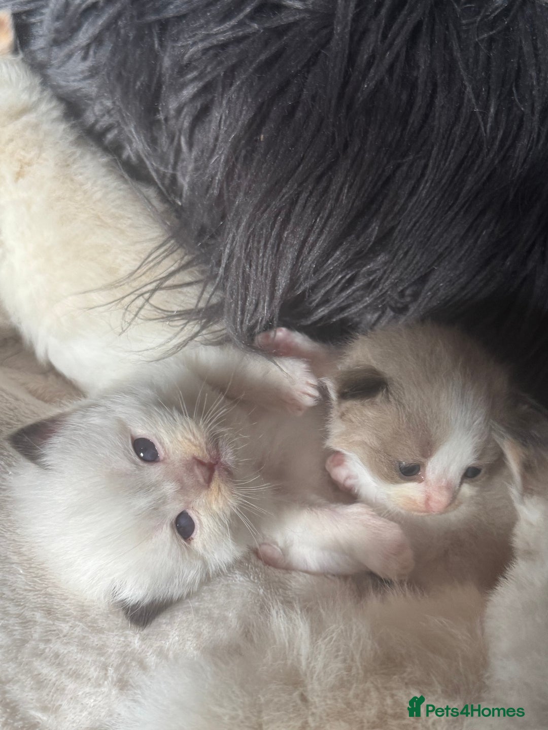 Ragdoll cats for sale: Tortie flame mink sepia tica  - Image 20