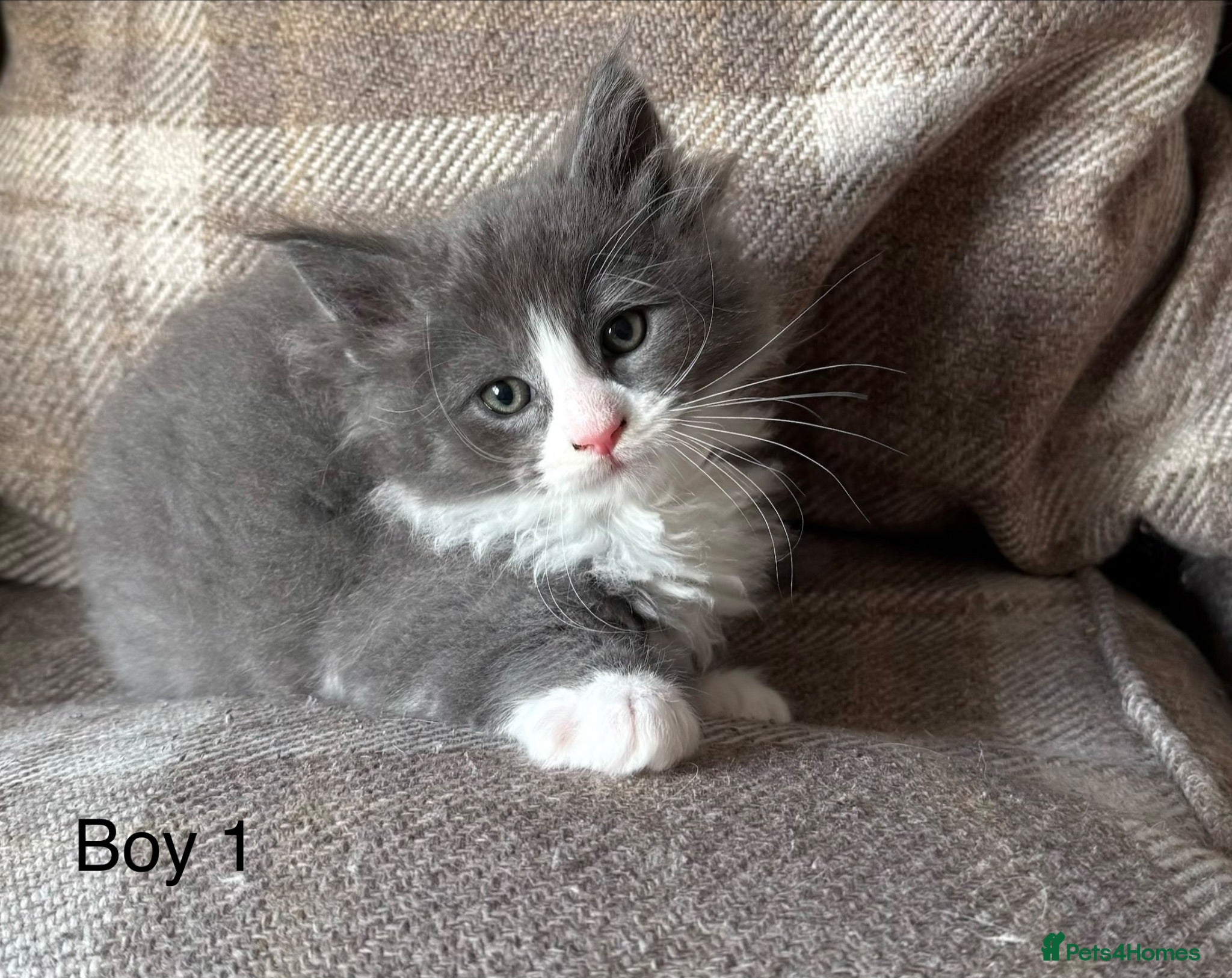 Mixed Breed cats Ragcoon Kittens - Advert 2
