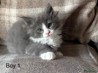 Mixed Breed cats Ragcoon Kittens - Advert 2