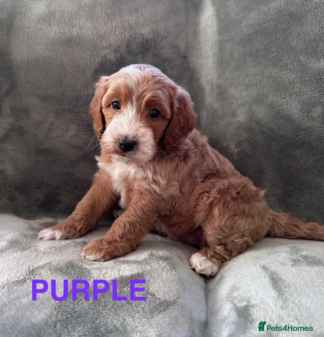 Cockapoo dogs for sale: 🐾Stunnimg Cockapoo Puppies 🐾 - Advert 2