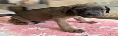 Cane Corso 3