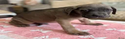 Cane Corso dogs for sale:  PREMIUM CHAMPION BLOODLINE CANE CORSO PUPPIES  - Advert 6