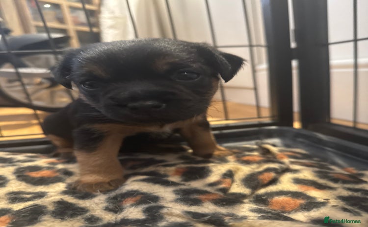Border Terrier dogs - Advert 3