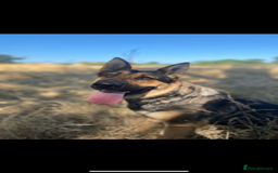 German Shepherd dogs for sale: German shepherd x Belgian malinois puppies - Image 5