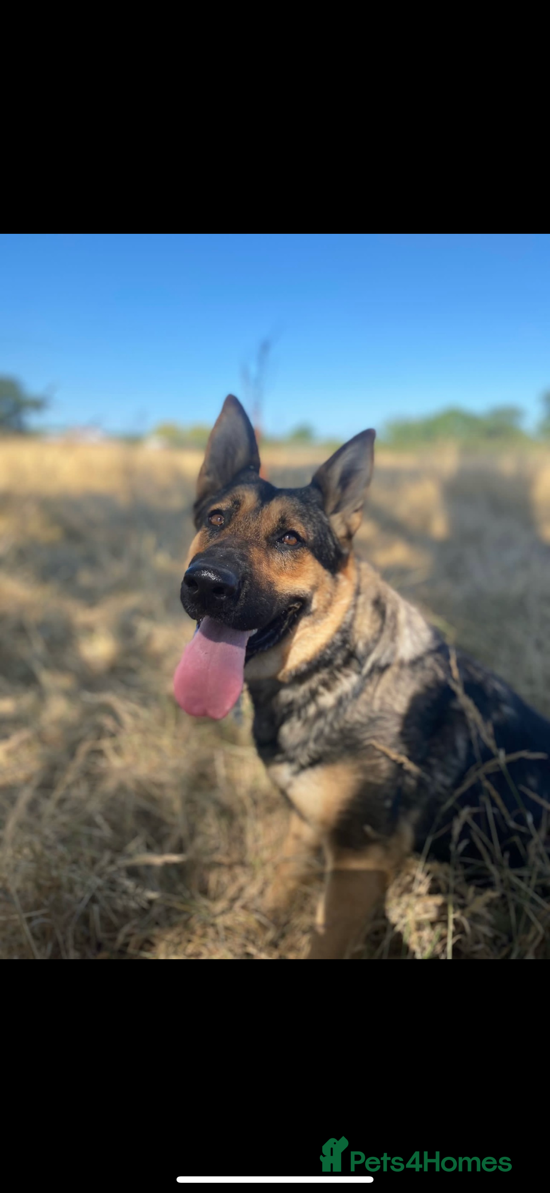 German Shepherd dogs for sale: German shepherd x Belgian malinois puppies - Image 5