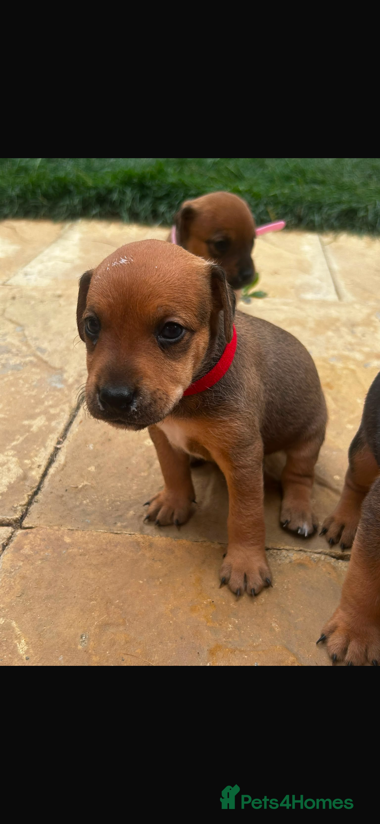 Mixed Breed dogs Patterdale x Plummer terrier pups - Advert 2