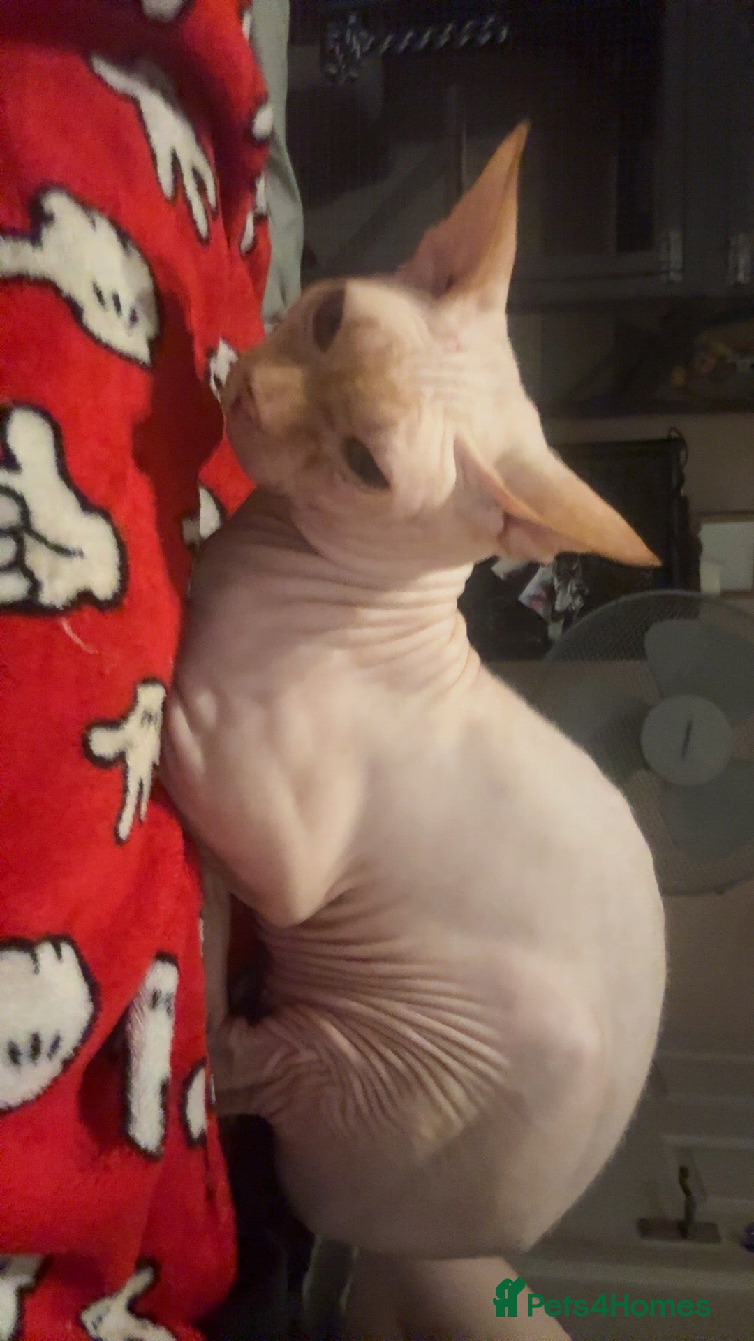 Sphynx cats Beautiful Beige Male Sphynx - Advert 4