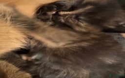 Mixed Breed cats for sale: Mixed litter of kittens  - Image 5