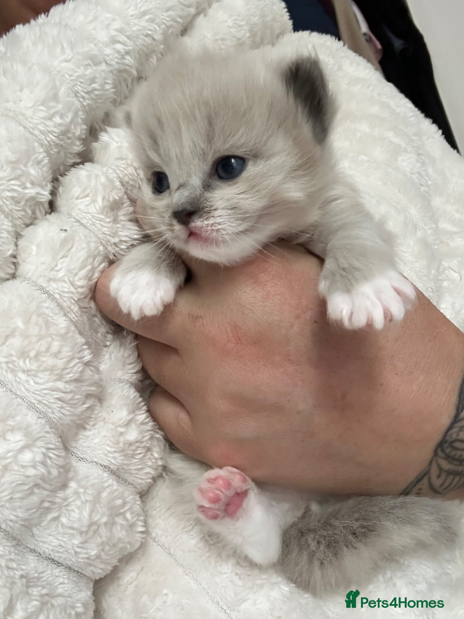 Ragdoll cats Stunning Mitted Ragdolls  - Advert 2