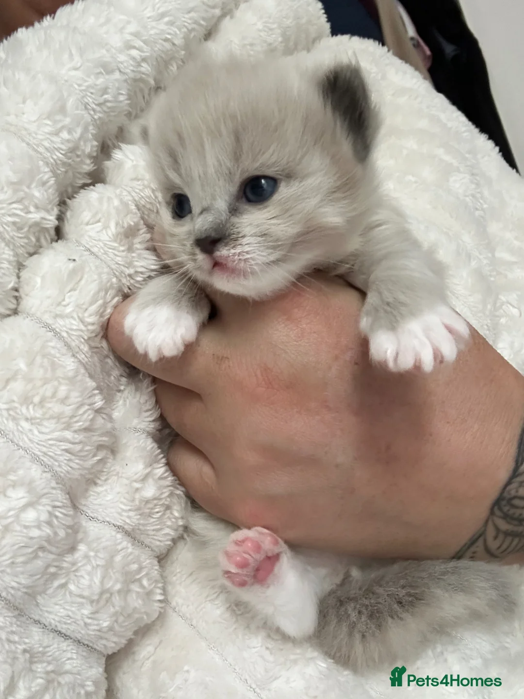 Ragdoll cats for sale: Stunning Mitted Ragdolls  - Advert 2