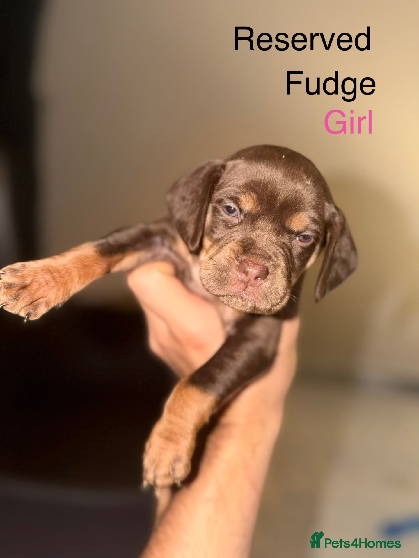 Mixed Breed dogs Bull pei x  - Advert 6