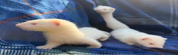 Ferret rodents for sale: Albino Ferret kits for sale  - Advert 6